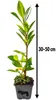 Kirschlorbeer ‘Caucasica’ 30–50 cm – Prunus laurocerasus, Produktbild-Vorschau 4