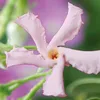 A close-up of a pink star-shaped flower with a yellow and red center. Produktbild-Vorschau