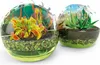 Entdecke die Welt der fleischfressenden Pflanzen, Produktbild-Vorschau 9