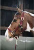 Kentucky Horsewear Stallhalfter Plaited Nylon Halfter Produktbild-Vorschau 9