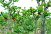 Wunderbeere (Synsepalum dulcificum) - 3 semillas Vista previa de la imagen del producto 2