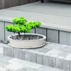 A small bonsai tree in a white pot sits on a stone step, with a wooden deck in the background. Produktbild-Vorschau
