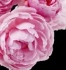 Yodeyma Adriana Rose Eau de Parfum für Frauen 15ml Produktbild-Vorschau 3