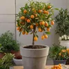 A potted kumquat tree with many fruits, displayed outdoors. Podgląd zdjęcia produktu