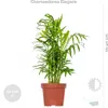 3x Tropische Zimmerpflanzenmischung Inkl. Seagrass Basket Produktbild-Vorschau 5