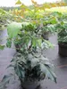Mahonia bealei - Schmuck Mahonie - 80-100 Produktbild-Vorschau 4