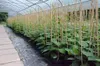 Kiwi Hayward - weibliche Kiwipflanze Produktbild-Vorschau 6