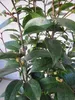 Camellia sasanqua - Herbstblühende Kamilie Produktbild-Vorschau 3
