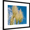 MuchoWow® Gerahmtes Poster Pflanzen - Pampasgras - Luft Produktbild-Vorschau 1