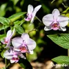 Orchidea Tekuté Hnojivo 10 L – 3-4-3 NPK – Pro Orchidey – Náhled obrázku produktu 6