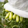 Tomaten Vlieshaube für 5-7 Tomatenstöcke weiß Produktbild-Vorschau 4