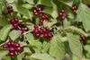 Rote Heckenkirsche 60-100 cm, im Topf - Lonicera xylosteum Produktbild-Vorschau 2