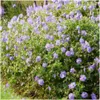 Plants by Frank | 60 Plantes de géranium | Geranium Voir les images du produit 2
