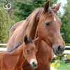 A close-up of a mother horse and her foal in an outdoor setting. Produktbild-Vorschau