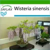 SAFLAX - Wisteria - Wisteria sinensis - 4 Semena - S Náhled obrázku produktu 5