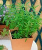 Zitronenverbene, im Topf - Aloysia triphylla Produktbild-Vorschau 9