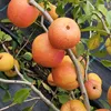 Kdoulovec japonský Ada 2L Náhled obrázku produktu 4