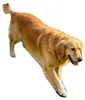 VEVOR Hundetreppe für Autos, 180 x 43,2 cm, faltbare Produktbild-Vorschau 1