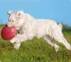 Trixie Hundescheibe Frisbee Blau Orange Gummi Produktbild-Vorschau 23