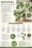 Monstera Deliciosa Variegata, wysokość 40-50 cm | Rzadka, Podgląd zdjęcia produktu 2