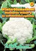 Blumenkohl Walcheren Winter 5 | Blumenkohlsamen von N.L. Produktbild-Vorschau 5