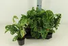 Monstera obliqua Monkey Leaf 30-40 cm - MONSTERA MONKEY Anteprima dell’immagine prodotto 1