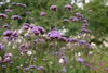 SAFLAX - Eisenkraut - Verbena officinalis - 250 Samen Produktbild-Vorschau 7