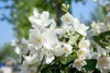 Philadelphus coronarius, Duftjasmin, weiß, 40–60 cm Produktbild-Vorschau 5