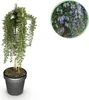 Rosmarinus officinalis Prostratus - Terrassenpflanze - Produktbild-Vorschau 1