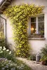Jaśmin zimowy 60–70 cm (Jasminum nudiflorum) – odporna na Podgląd zdjęcia produktu 4