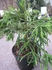 Japanische Sicheltanne Spiralis - Cryptomeria japonica - Produktbild-Vorschau 3