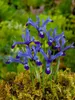 Iris reticulata 'Harmony', Zwerg-Iris, blau, ca. 9x9 cm Produktbild-Vorschau 4