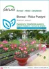 SAFLAX - Bonsai - Róża Pustyni - 8 Nasiona - Adenium obesum Podgląd zdjęcia produktu 1