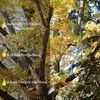 A close-up view of firewood logs with autumn leaves in the background. Produktbild-Vorschau