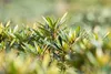 Rhododendron Hybride Graziella 30-40 cm, im Topf, immergrün Produktbild-Vorschau 5