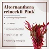Aquarium Pflanze 3 Stück Alternanthera reineckii 'Pink' Produktbild-Vorschau 3