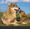 Wandkalender 2027: Wölfe – Beeindruckende Naturfotografie Produktbild-Vorschau 13