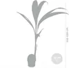 Bloomique - Cocos Nucifera - Palma kokosowa - Rośliny Podgląd zdjęcia produktu 5