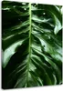 Leinwandbild glattes blatt einer monstera-pflanze 70x100 cm Produktbild-Vorschau 1