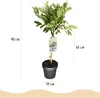 Magnolia gwiazdzista (Magnolia stellata) 19cm, wysokosc Podgląd zdjęcia produktu 3