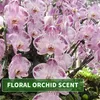 Kitama Aroma Massageöl Orchidee 1-Liter 1L I Pflegendes Produktbild-Vorschau 3