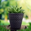 A potted succulent plant sits on a wooden surface with a blurred green background. Voir les images du produit