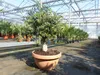 Olivenbaum Bonsai 100 - 120 cm Formgehölz, Olive Produktbild-Vorschau 7