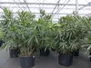 Oleander  100 - 120 cm Busch Nerium Krone Ø50-60cm Produktbild-Vorschau 2