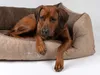 TrendPet VitaBed Style orthopädisches Hundebett braun Produktbild-Vorschau 4