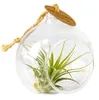 Gardners Aerárium s Tillandsií Ionantha Náhled obrázku produktu 2