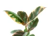 Gardners Ficus elastica Belize, průměr 12 cm Náhled obrázku produktu 4