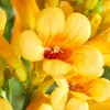 Bloomique - Lot de 2 - Campsis radicans 'Flava' - Bignone Voir les images du produit 4
