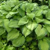 Stauden Gänge 3 x Hosta Kollektion im 1 Liter Topf - Produktbild-Vorschau 4