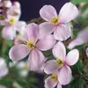 Clematis montana ‘Rubens’ – Rosa Berg-Waldrebe | Duftende, Produktbild-Vorschau 1